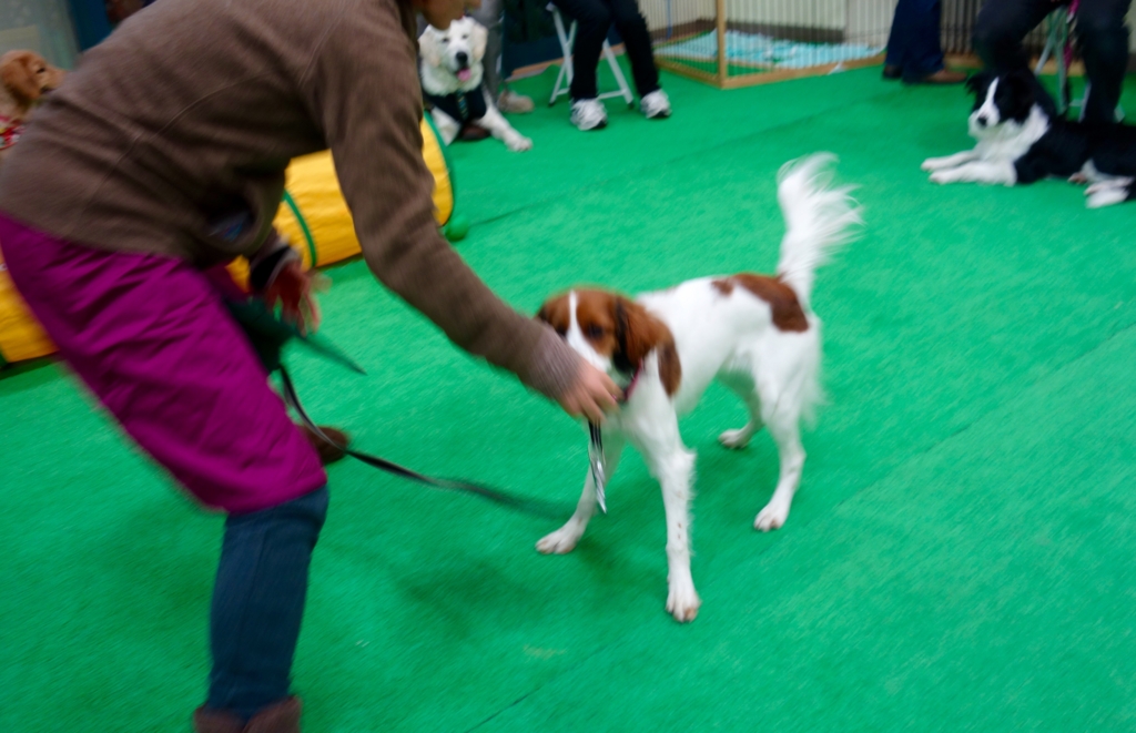 f:id:SunnySideDogs:20151224144534j:plain f:id:SunnySideDogs:20151224144534j:plain