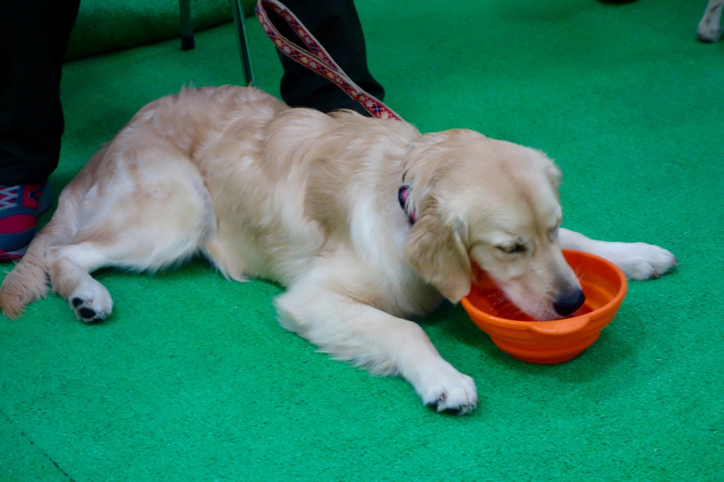 f:id:SunnySideDogs:20151224144536j:plain f:id:SunnySideDogs:20151224144536j:plain