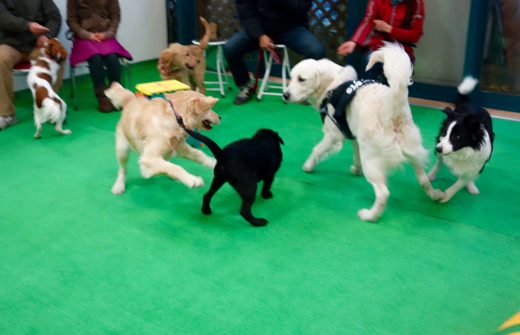 f:id:SunnySideDogs:20151224144543j:plain f:id:SunnySideDogs:20151224144543j:plain