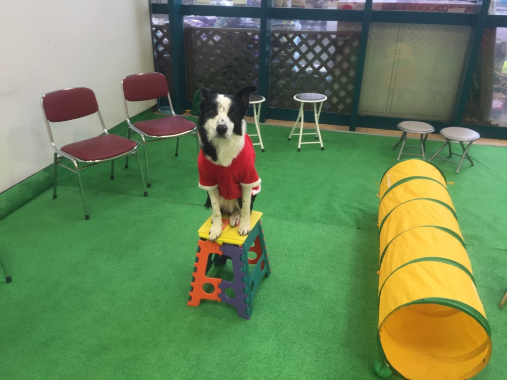 f:id:SunnySideDogs:20151224151417j:plain f:id:SunnySideDogs:20151224151417j:plain