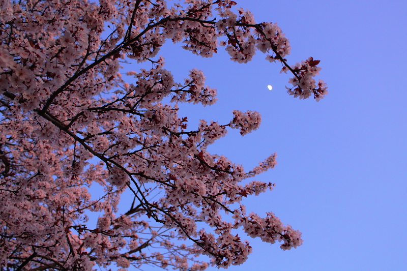 f:id:T-Kanno:20100222155136j:image f:id:T-Kanno:20100222155136j:image