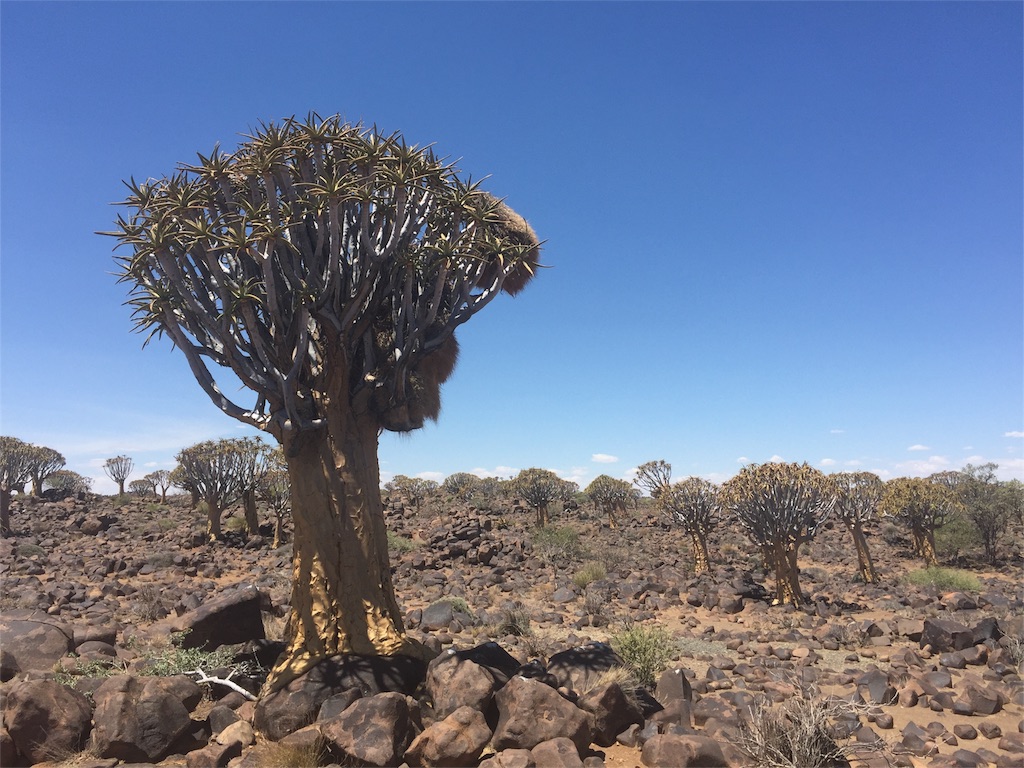 f:id:TPVC28-Namibia:20160105151143j:image f:id:TPVC28-Namibia:20160105151143j:image