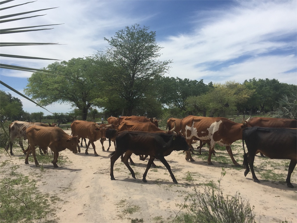 f:id:TPVC28-Namibia:20160126041556j:image f:id:TPVC28-Namibia:20160126041556j:image