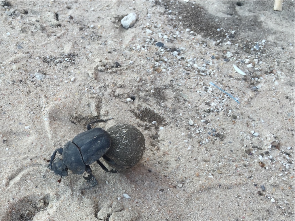 f:id:TPVC28-Namibia:20160127053830j:image f:id:TPVC28-Namibia:20160127053830j:image