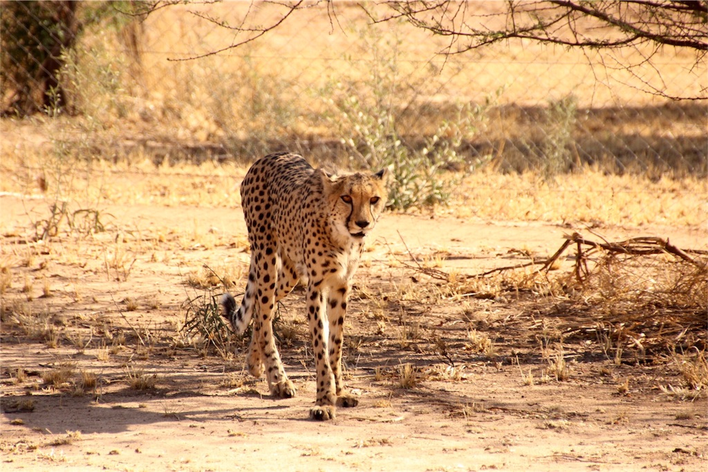 f:id:TPVC28-Namibia:20160306231245j:image f:id:TPVC28-Namibia:20160306231245j:image