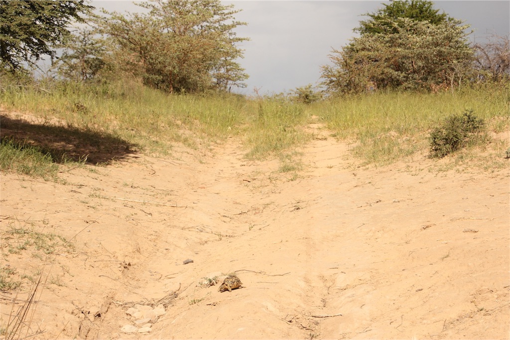 f:id:TPVC28-Namibia:20160307015347j:image f:id:TPVC28-Namibia:20160307015347j:image