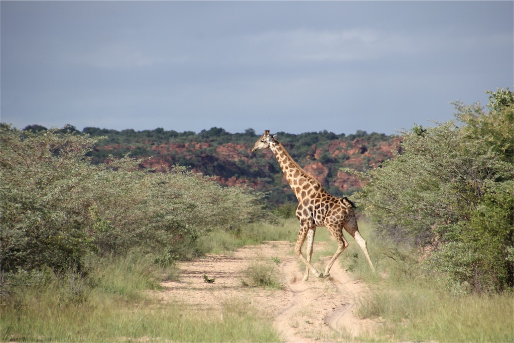 f:id:TPVC28-Namibia:20160307015906j:image f:id:TPVC28-Namibia:20160307015906j:image