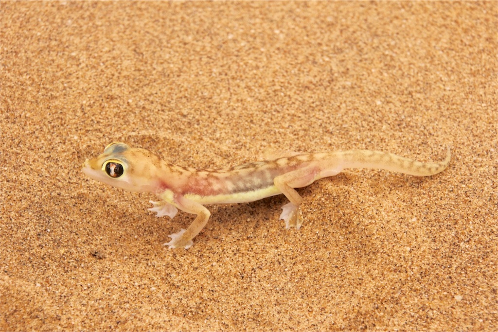 f:id:TPVC28-Namibia:20160324142733j:image f:id:TPVC28-Namibia:20160324142733j:image
