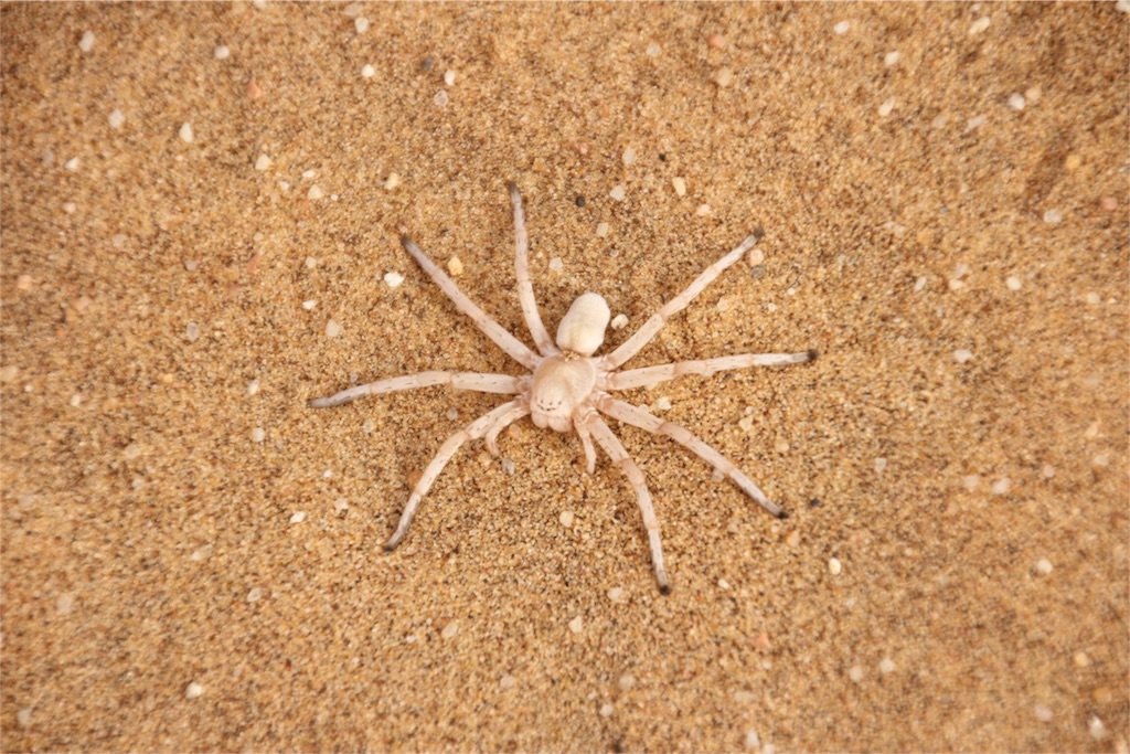 f:id:TPVC28-Namibia:20160324143056j:image f:id:TPVC28-Namibia:20160324143056j:image