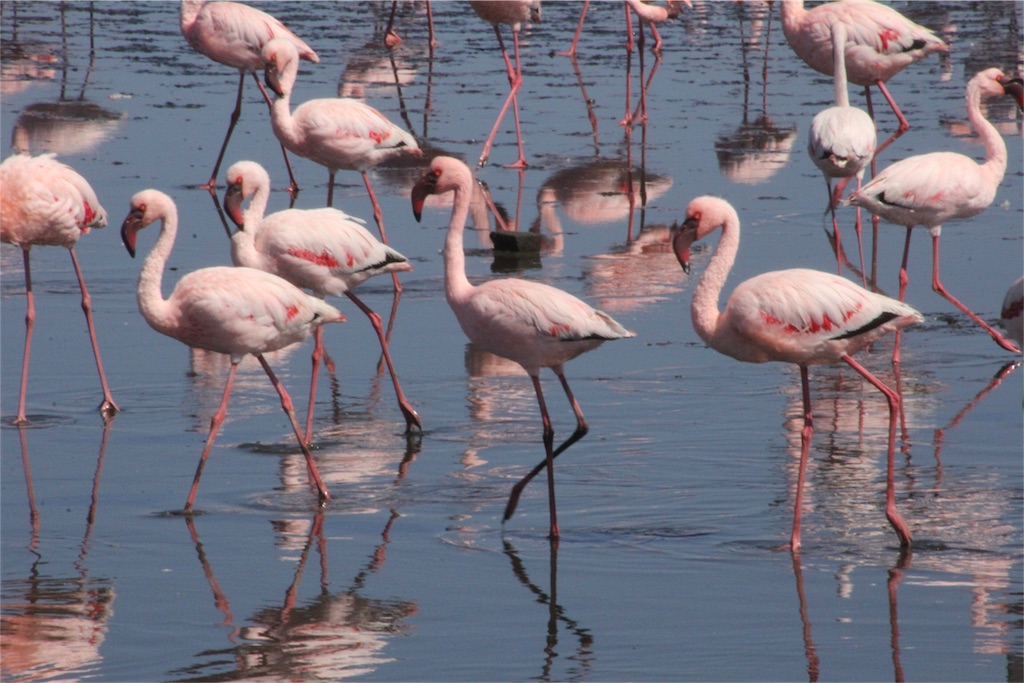 f:id:TPVC28-Namibia:20160326105025j:image f:id:TPVC28-Namibia:20160326105025j:image