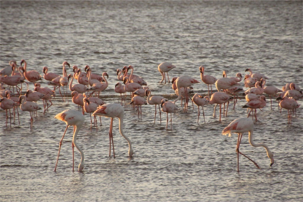 f:id:TPVC28-Namibia:20160326110837j:image f:id:TPVC28-Namibia:20160326110837j:image