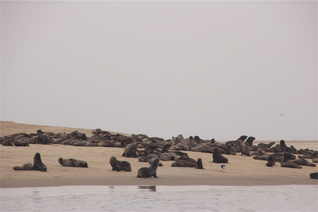 f:id:TPVC28-Namibia:20160327140813j:image f:id:TPVC28-Namibia:20160327140813j:image
