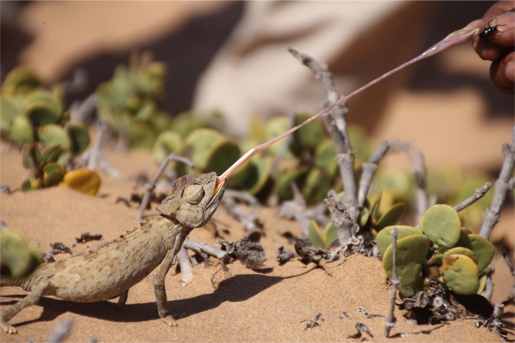 f:id:TPVC28-Namibia:20160327143615j:image f:id:TPVC28-Namibia:20160327143615j:image