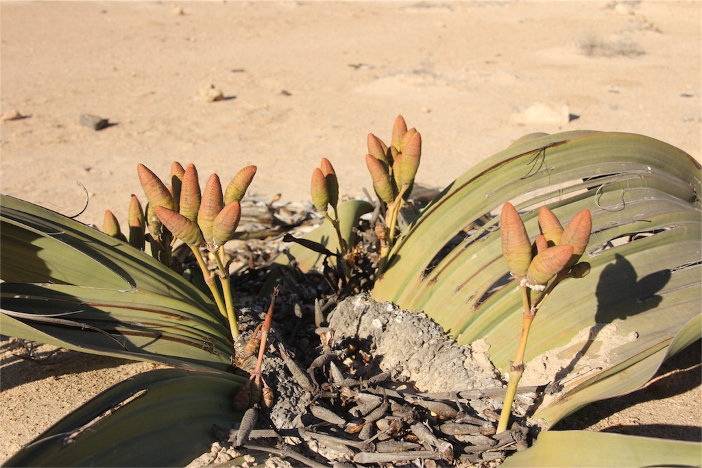 f:id:TPVC28-Namibia:20160327143720j:image f:id:TPVC28-Namibia:20160327143720j:image
