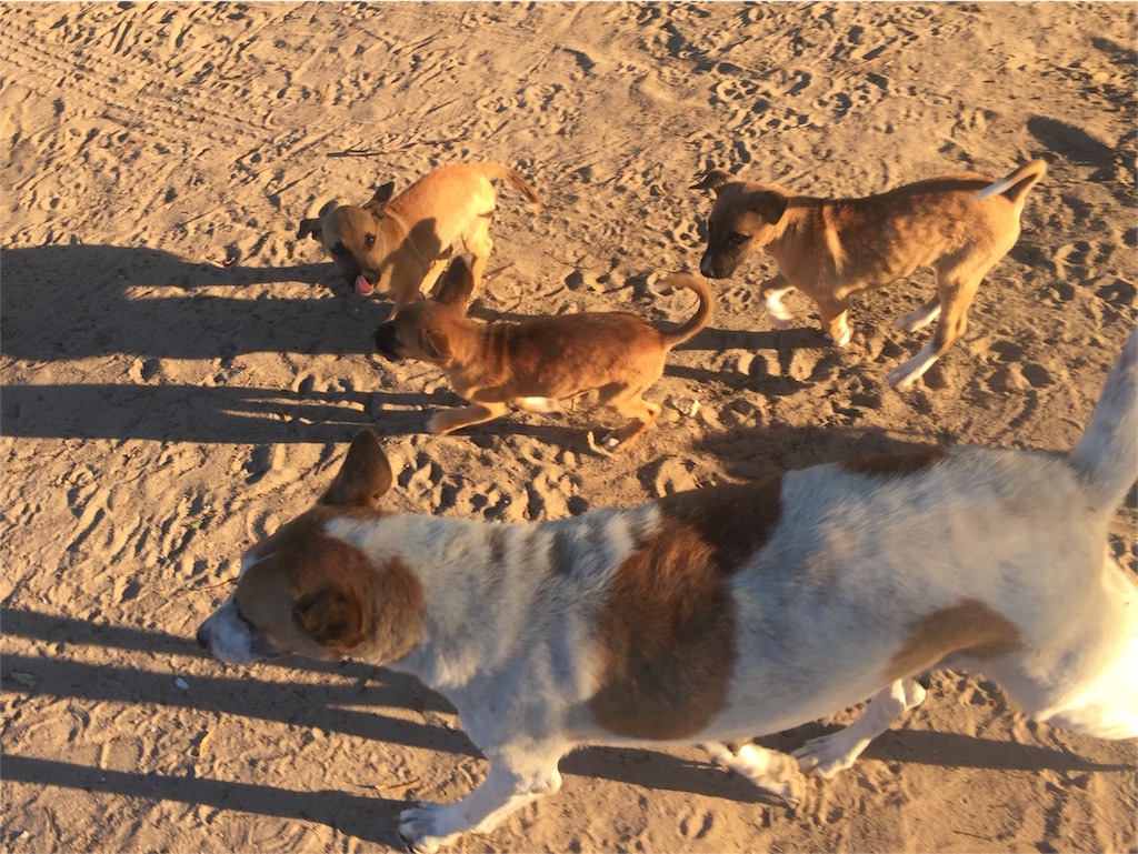 f:id:TPVC28-Namibia:20160428201358j:image f:id:TPVC28-Namibia:20160428201358j:image