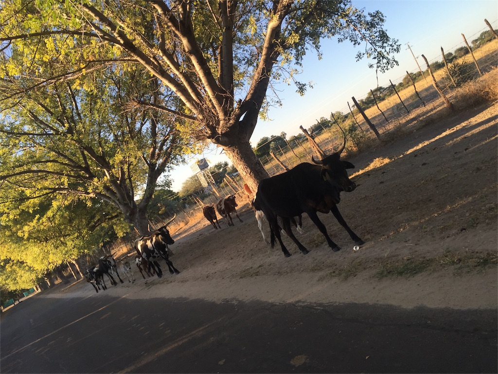 f:id:TPVC28-Namibia:20160531024941j:image f:id:TPVC28-Namibia:20160531024941j:image