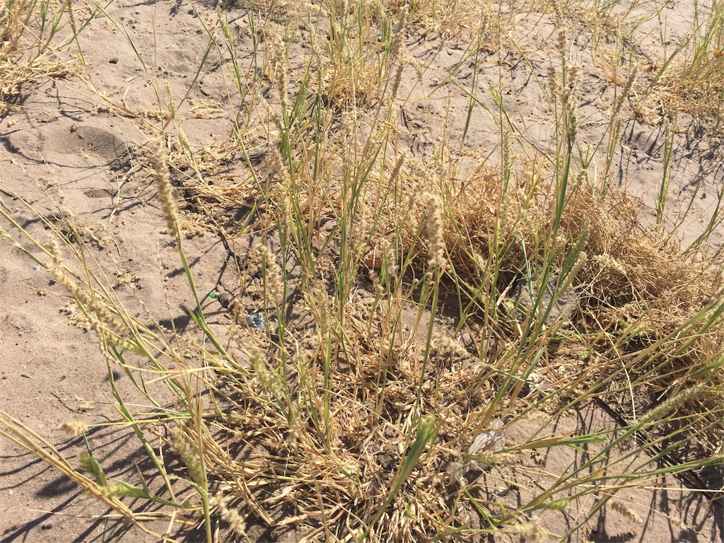 f:id:TPVC28-Namibia:20160608133639j:image f:id:TPVC28-Namibia:20160608133639j:image