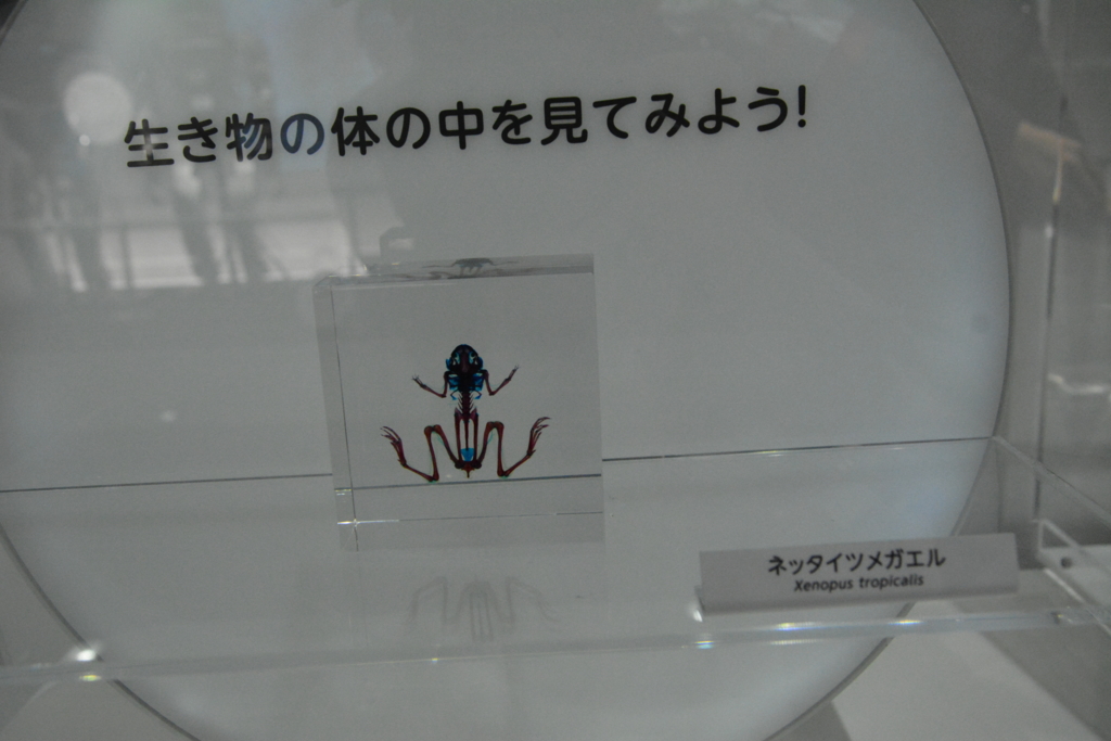 f:id:TSUKUBAtaishis:20160101044010j:plain f:id:TSUKUBAtaishis:20160101044010j:plain