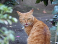 [猫]P1136695.JPG