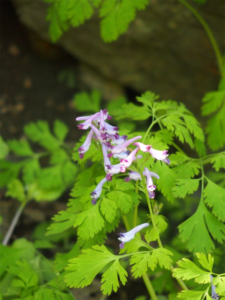 f:id:Tetsuta:20160506102748j:image f:id:Tetsuta:20160506102748j:image