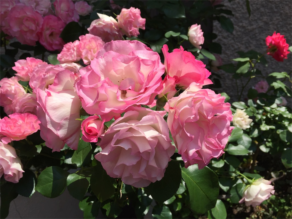 f:id:Tmiwa:20160528021038j:image f:id:Tmiwa:20160528021038j:image