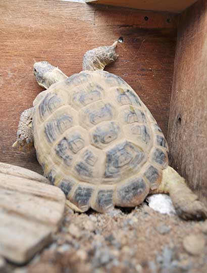 壁により掛かるリクガメ