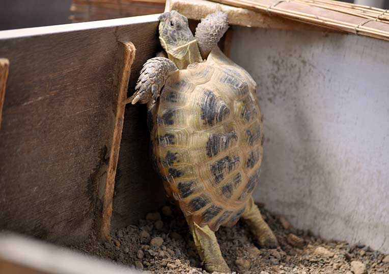 立ち上がろうとするリクガメ