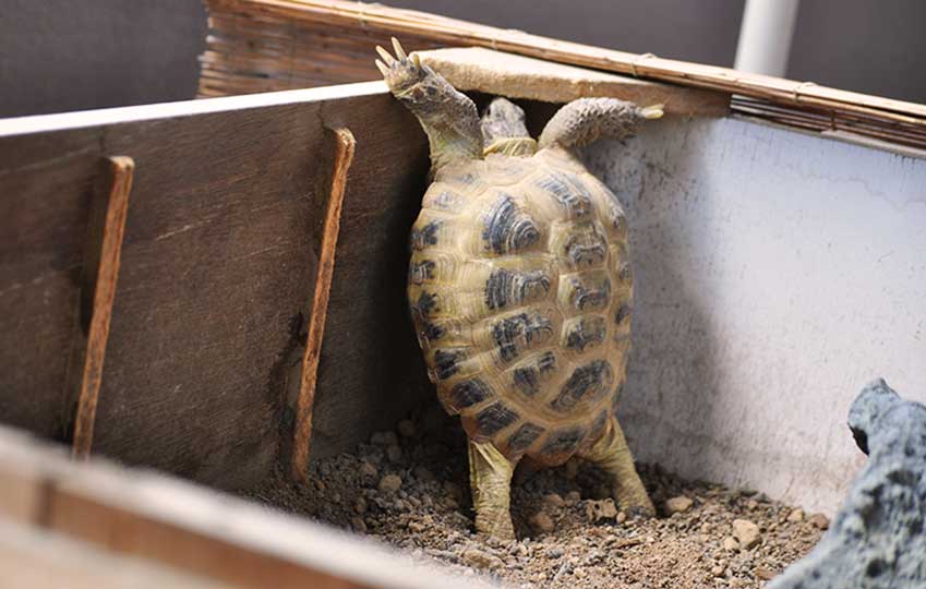 直立するリクガメ