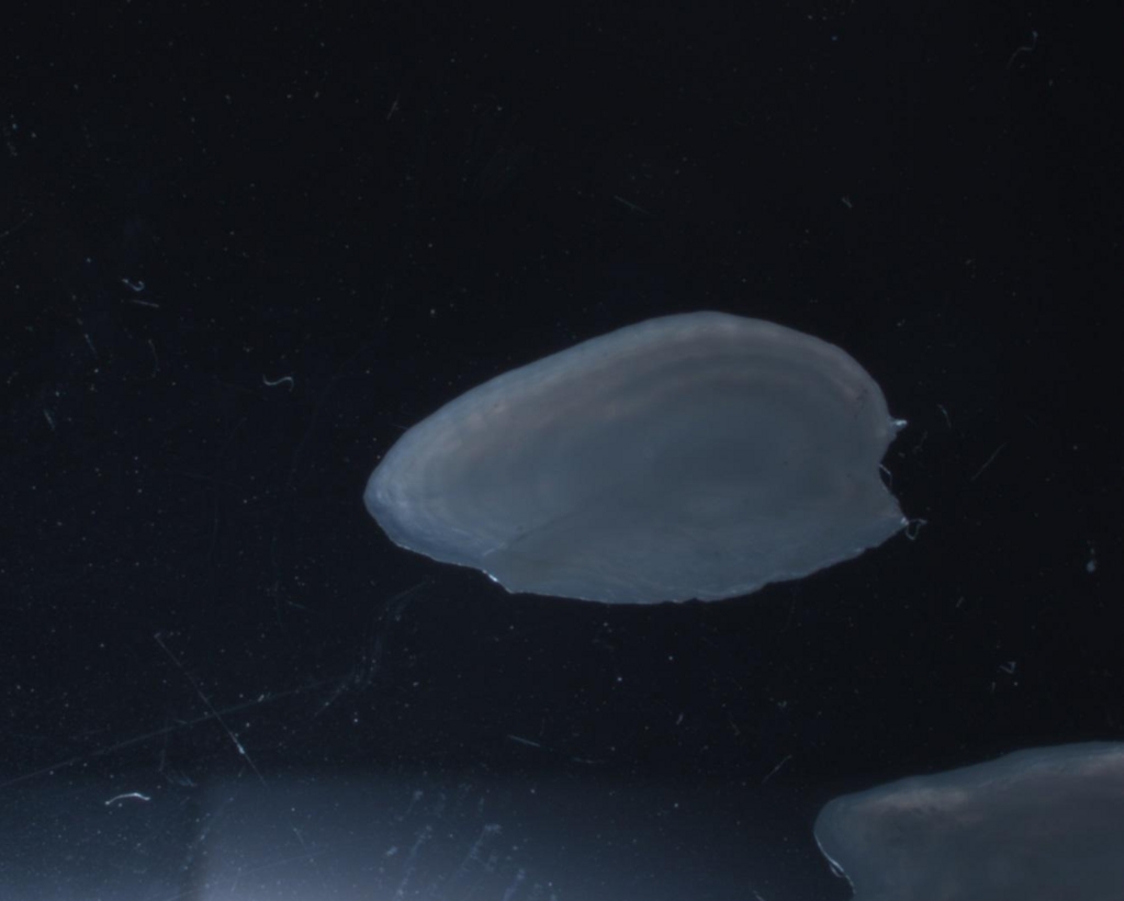 f:id:UMILABO:20150814231338j:plain f:id:UMILABO:20150814231338j:plain