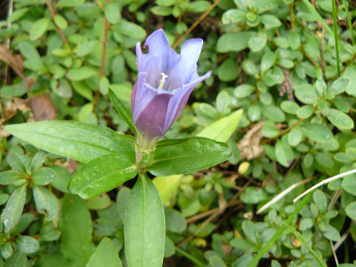 f:id:URURUNDO:20151102235530j:plain