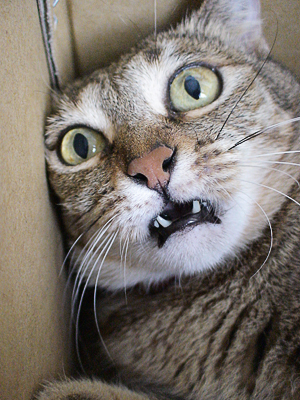 f:id:Upar:20140813224238j:plain f:id:Upar:20140813224238j:plain