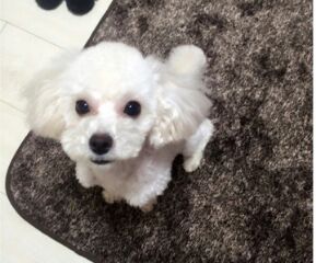 f:id:VictorianQueen:20160406182936j:plain f:id:VictorianQueen:20160406182936j:plain