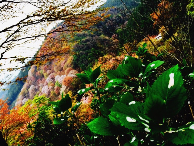 f:id:WARPchange:20150417162841j:plain f:id:WARPchange:20150417162841j:plain