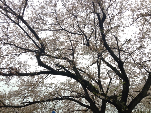 f:id:WakWak:20140409171028j:plain f:id:WakWak:20140409171028j:plain