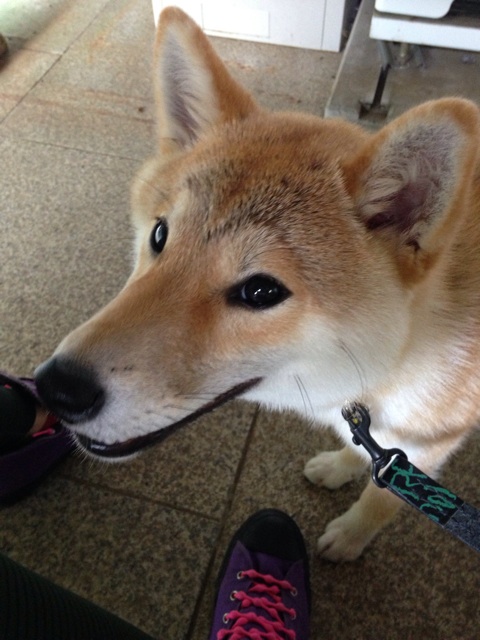 f:id:WakWak:20150122232215j:plain f:id:WakWak:20150122232215j:plain