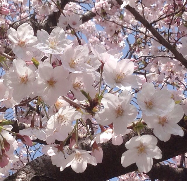f:id:WakWak:20150404084807j:plain f:id:WakWak:20150404084807j:plain