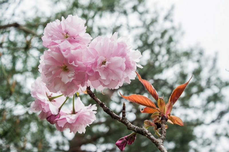f:id:XyliaCC:20150413105039j:image f:id:XyliaCC:20150413105039j:image