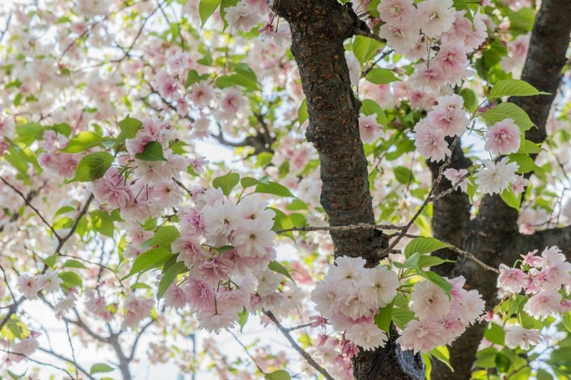 f:id:XyliaCC:20150413105040j:image f:id:XyliaCC:20150413105040j:image