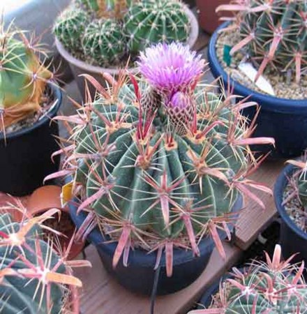 f:id:Yadayoo:20081123154419j:image