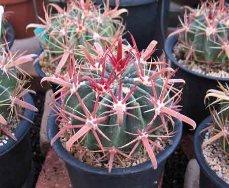 f:id:Yadayoo:20081123154551j:image