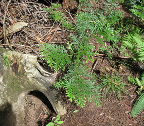 f:id:Yadayoo:20090812132848j:image