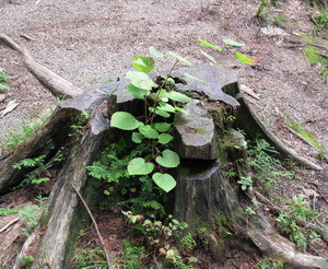 f:id:Yadayoo:20090812134931j:image