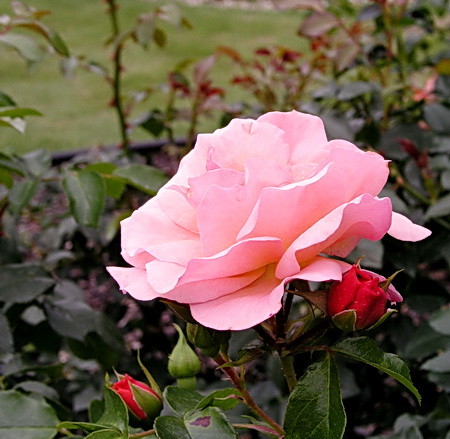 f:id:Yadayoo:20100707115847j:image