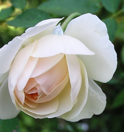 f:id:Yadayoo:20100917211705j:image