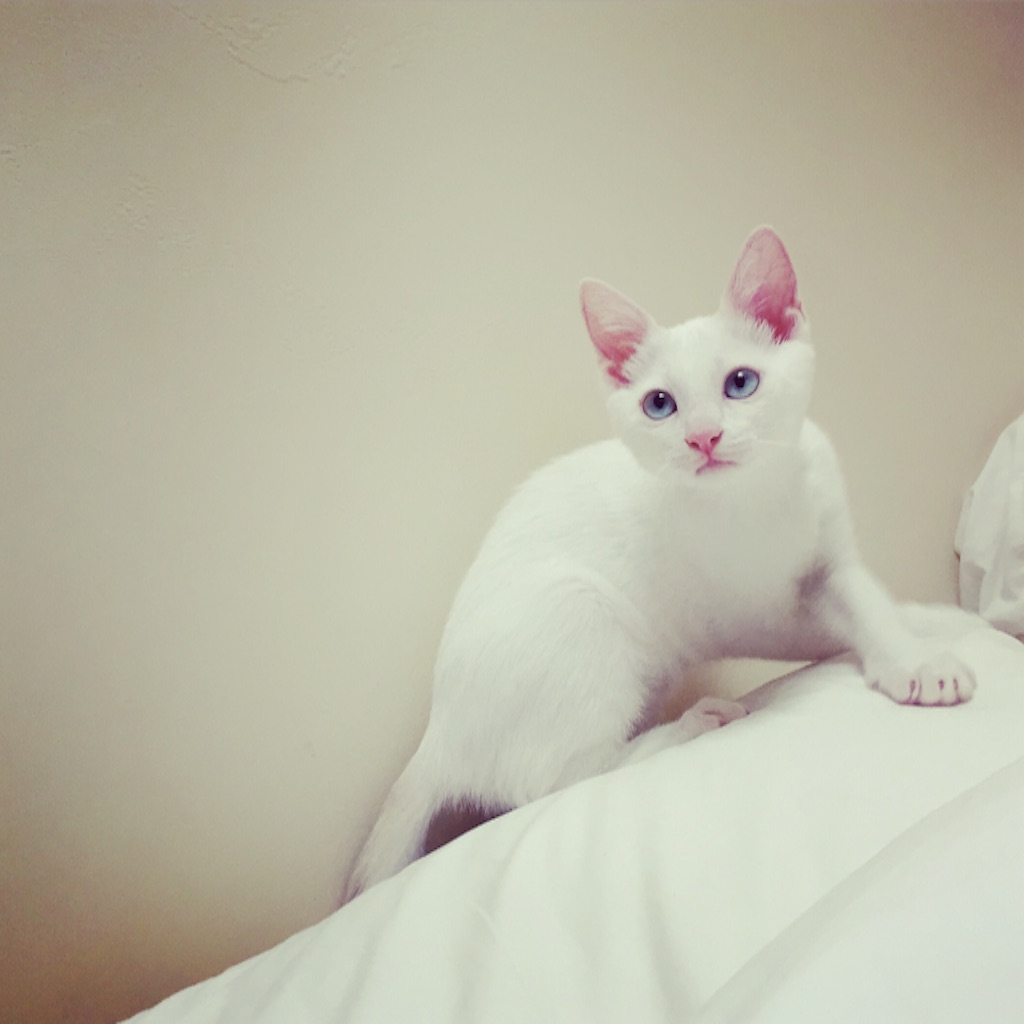 f:id:ZAHA:20160706095746j:image