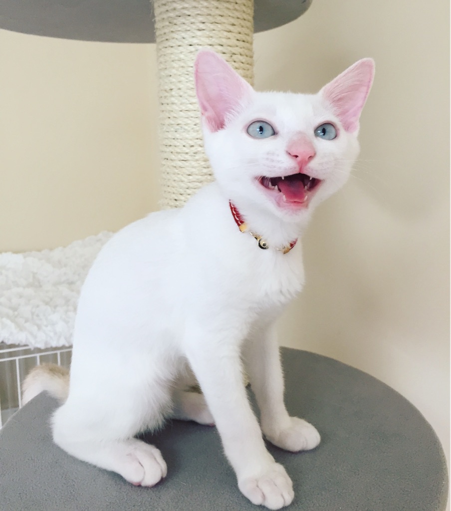 f:id:ZAHA:20160718221744j:image