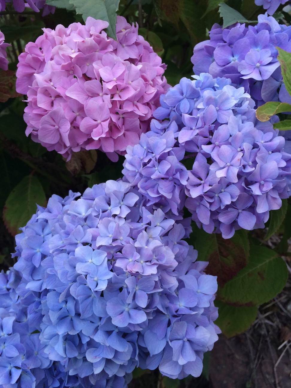 f:id:a-ishida:20150621103740j:image f:id:a-ishida:20150621103740j:image