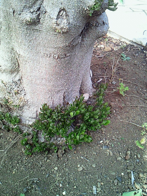 f:id:a-kuma3:20110502174206j:image:w360 f:id:a-kuma3:20110502174206j:image:w360