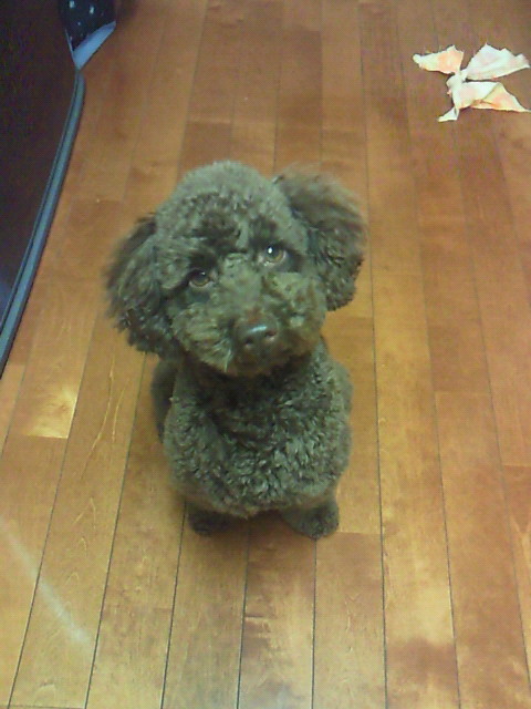 f:id:a-kuma3:20120422141950j:image:w250
