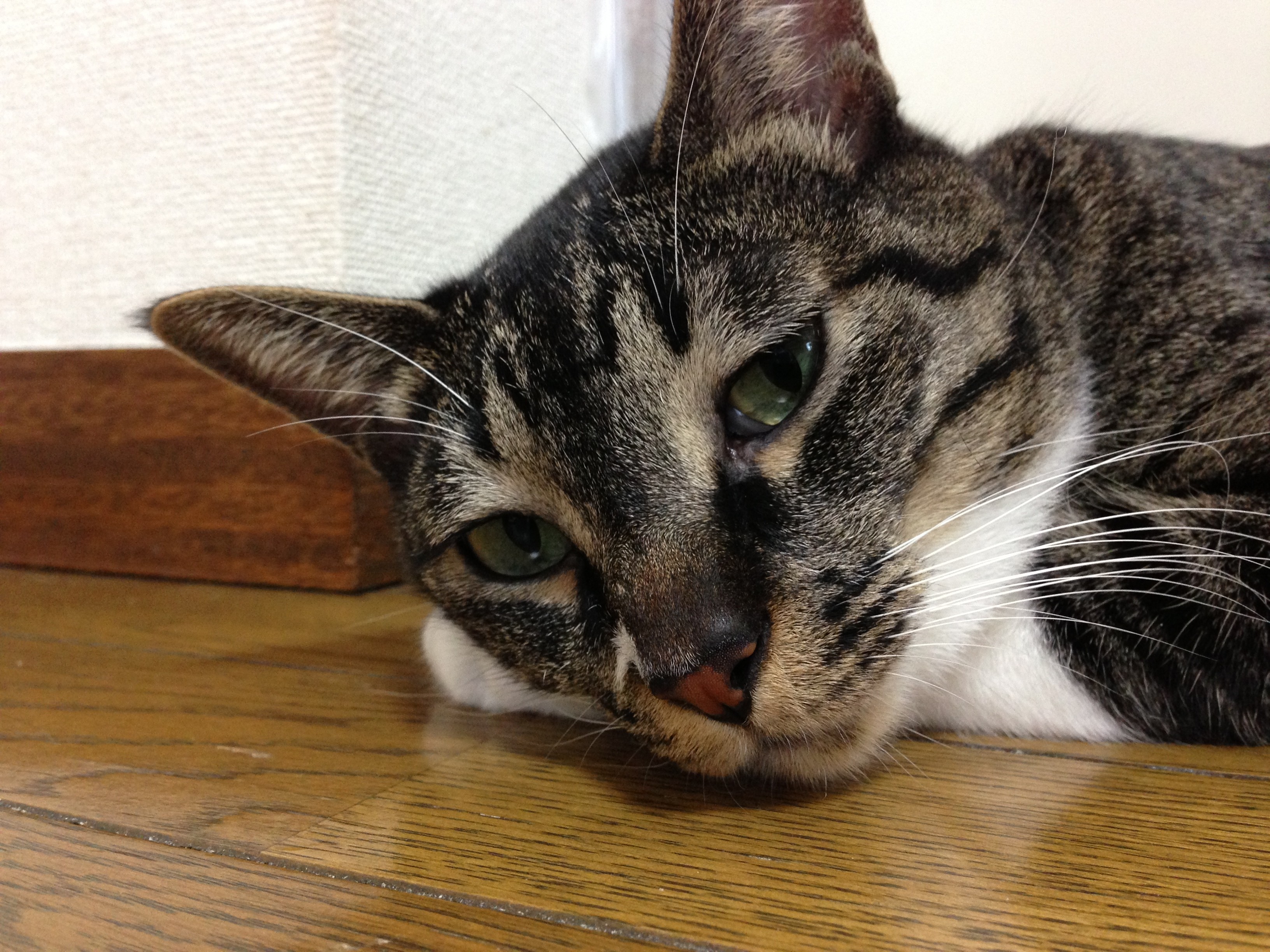 f:id:a666666:20121006160824j:plain f:id:a666666:20121006160824j:plain